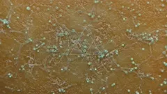 A close-up view of microscopic fungal activity, showing delicate hyphal networks and numerous round spores dispersed across a textured substrate, highlighting the intricate web of microbe life — 4K royalty-free microscopic stock footage